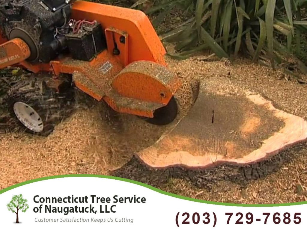 What Are the Steps Involved in Tree Trimming and Pruning?