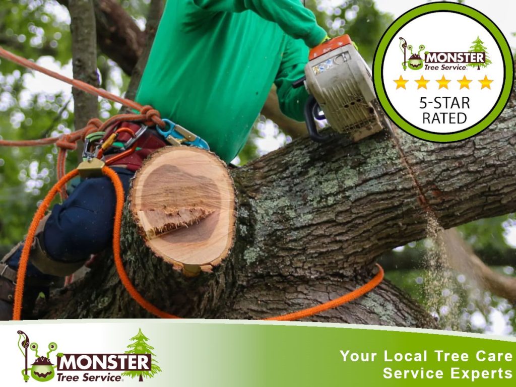 Tree Pruning: A Step-by-Step Guide