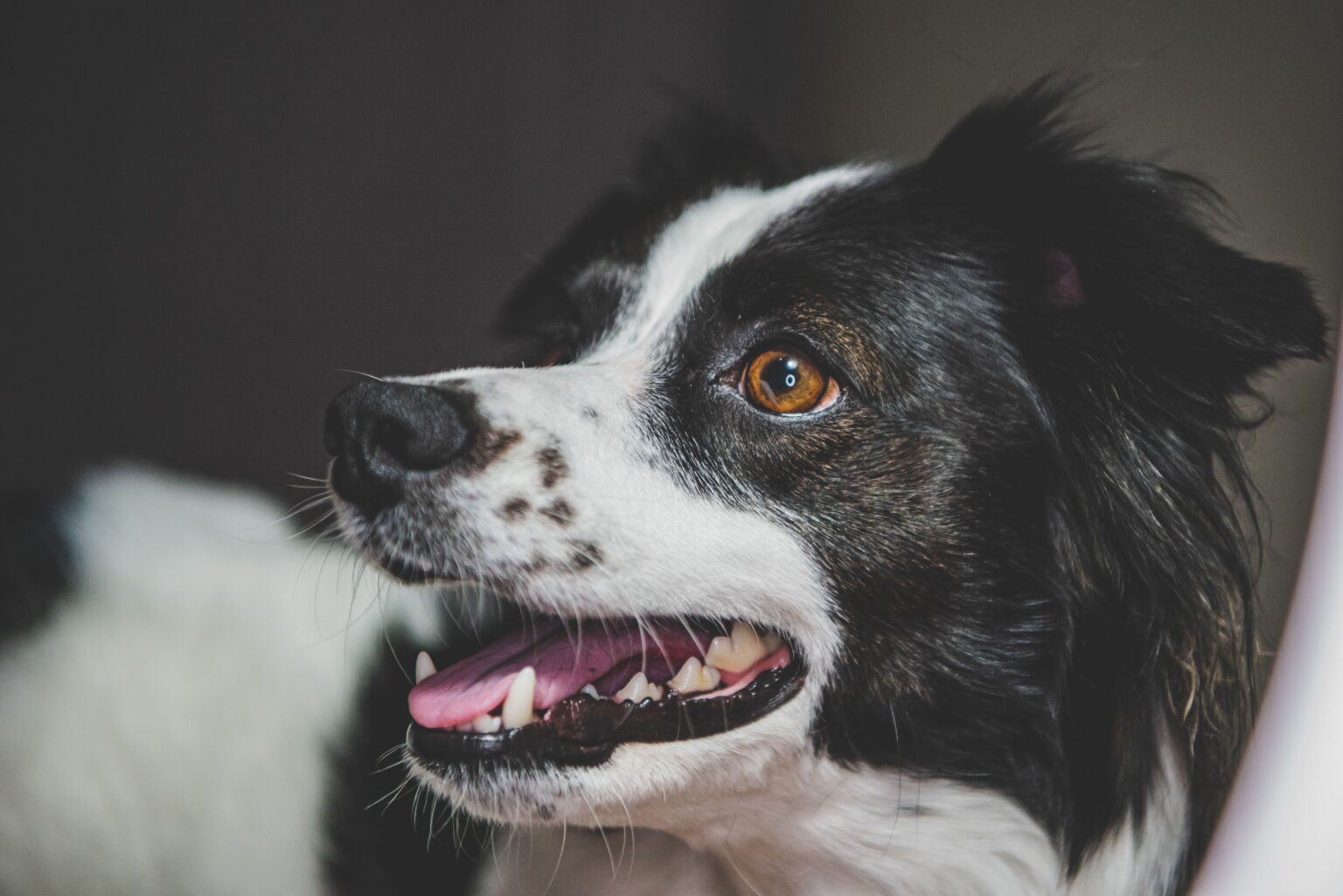 Simple Ways to Protect Your Dog’s Teeth and Gums at Home